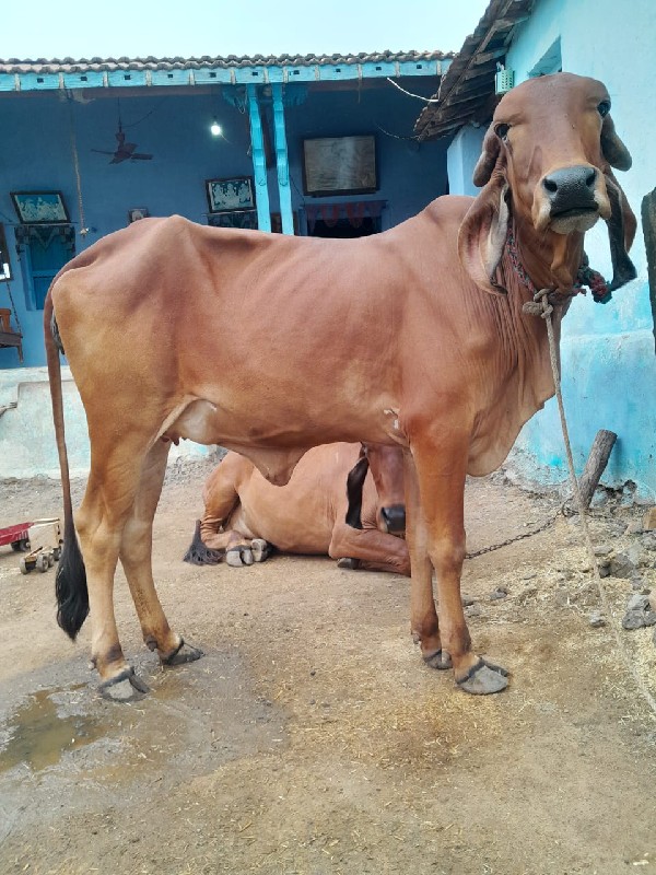 આગાય. વૅસવાનીસૅ