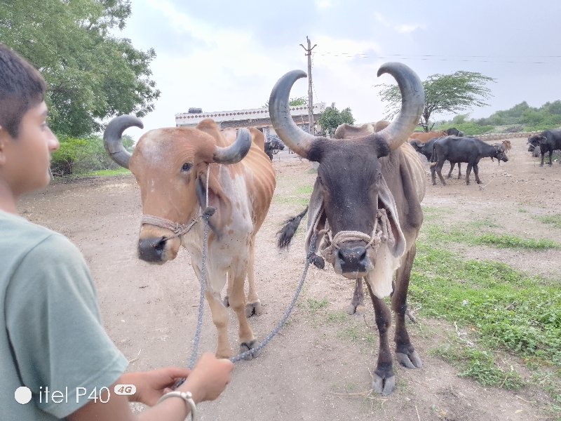 બળદ વેચવાના છે