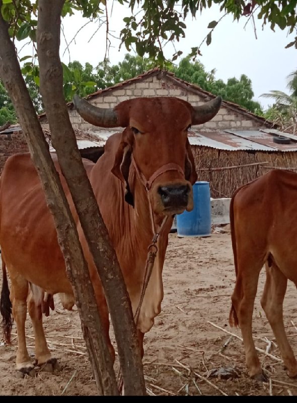 ગાય વેસવા ની સે