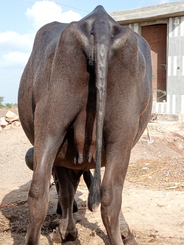 આ જાફરાબાદી ખળે...