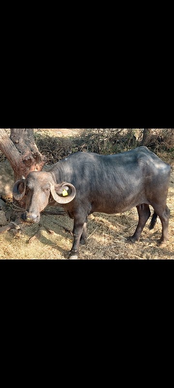 ગાભણ