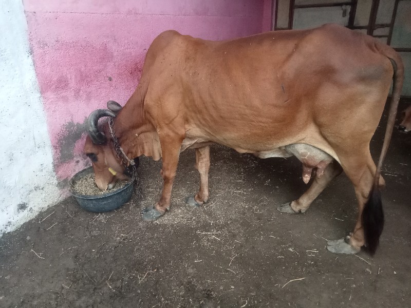 ગાય વેચવા ની સે...