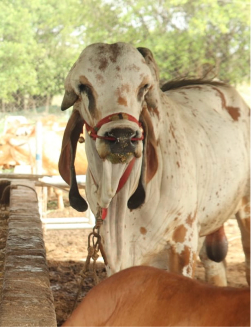 પશુઓની પ્રાથમિક...