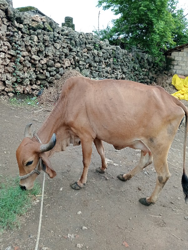 ગાય