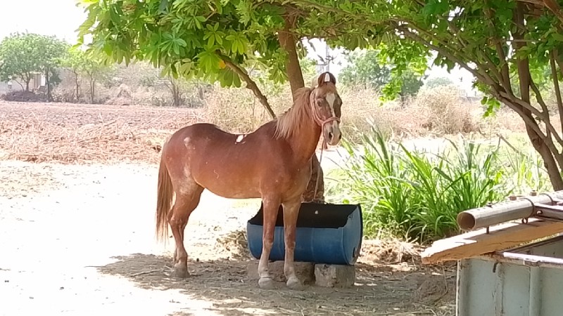 ઘોડી‌ દેવાની છે...