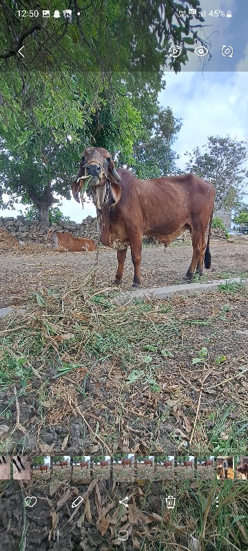 ઉમર સારવરસ