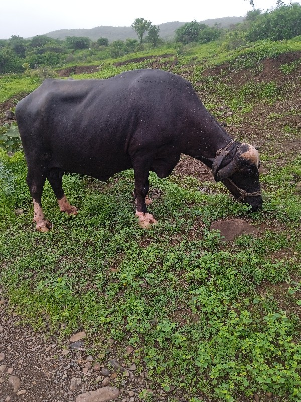 ભેંસુ વેચવાની છ...