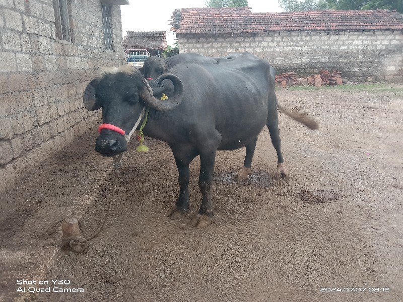 આખડાઈ વેચવાની છ...