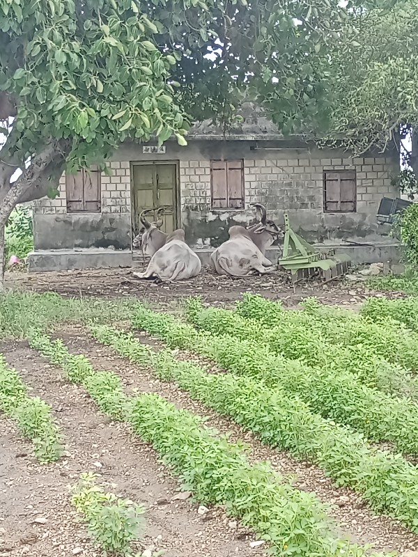 બરધ વેચવાના છે