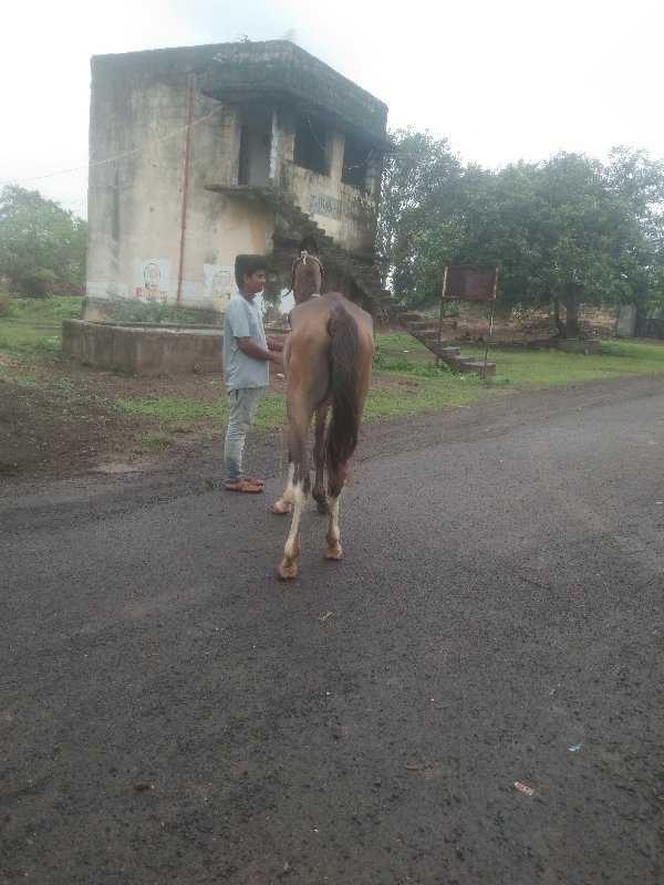 આવશેરીનૂ શાટુકર...