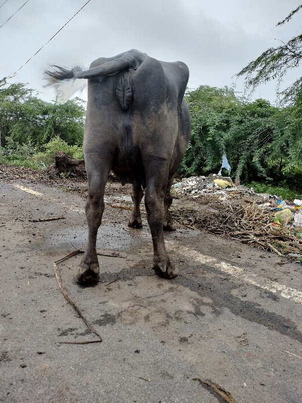 ભેંસ વેચવાની છે...