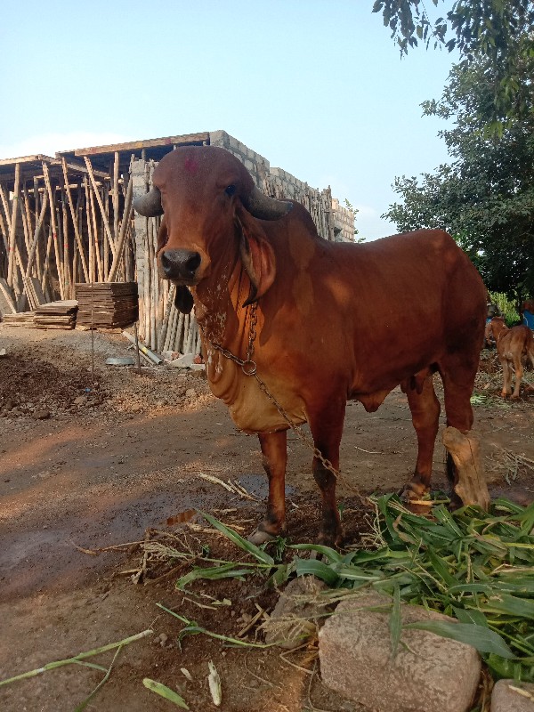 ઓરીજનલ ગીર ગાય...