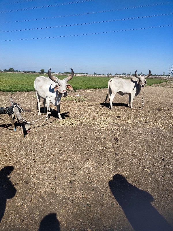 બળદ વેચવાના છે