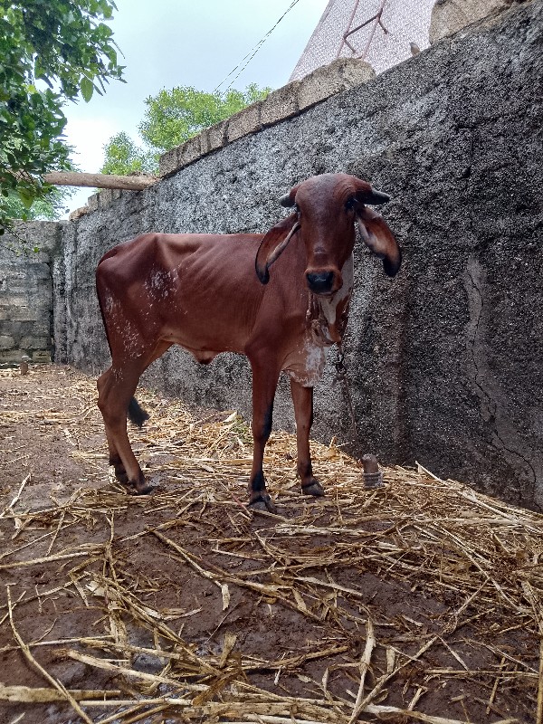 hodaki vesavani...