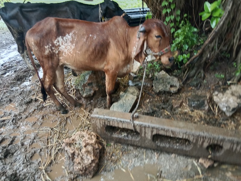 ગીર હોળકુ