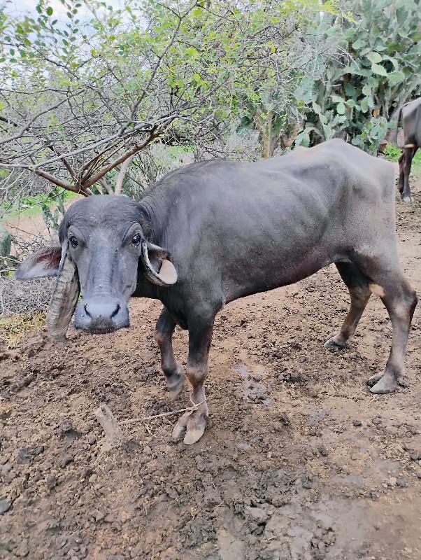 ખડલી વેચવાની છે