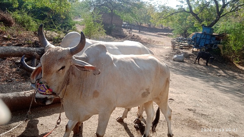 બળદ વેચવાના છે