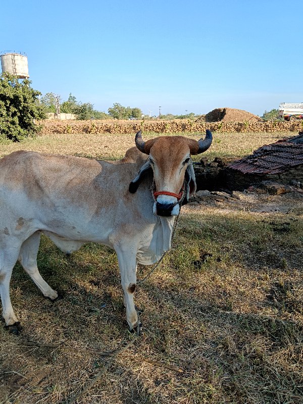 બર્થ વહેંચવાના...