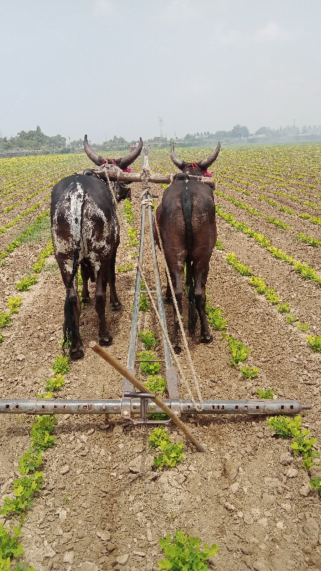 ગોંઢલા  વેચવાના...