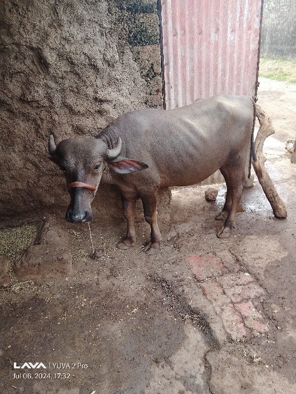 આ ખોડેલો વેચવાન...