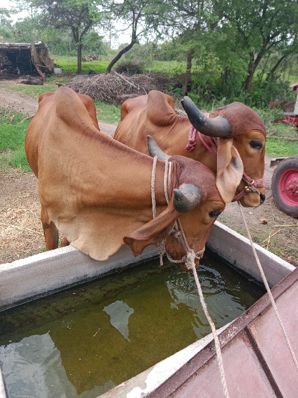 સાટા કરવાના છે