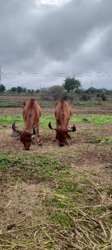 બળદ સોજા છે