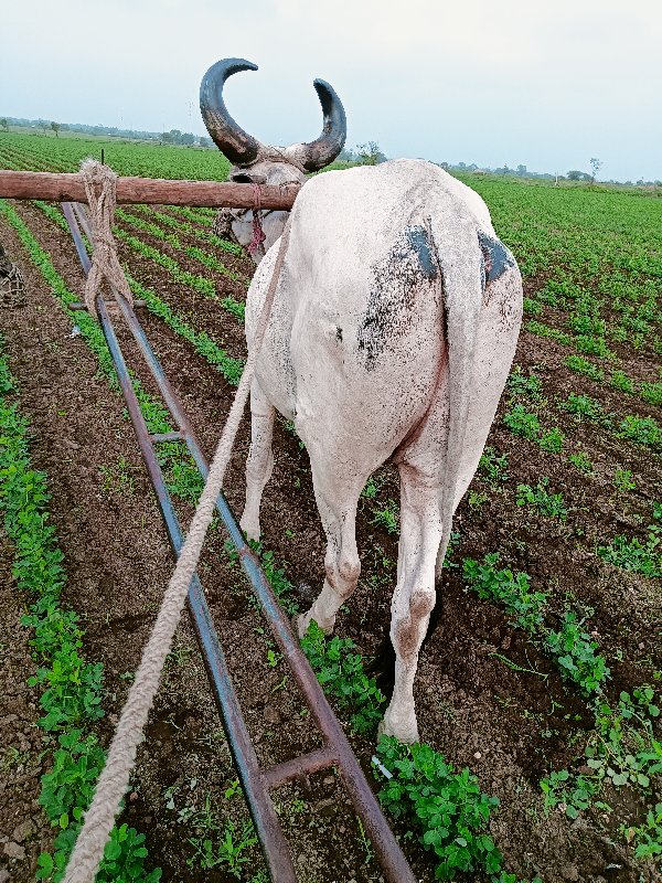 લેવા નો છે