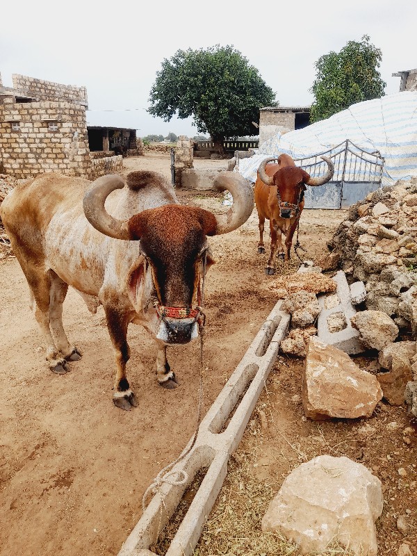 બળદ