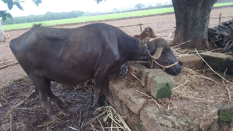 પરમાર ધીરૂભાઈ