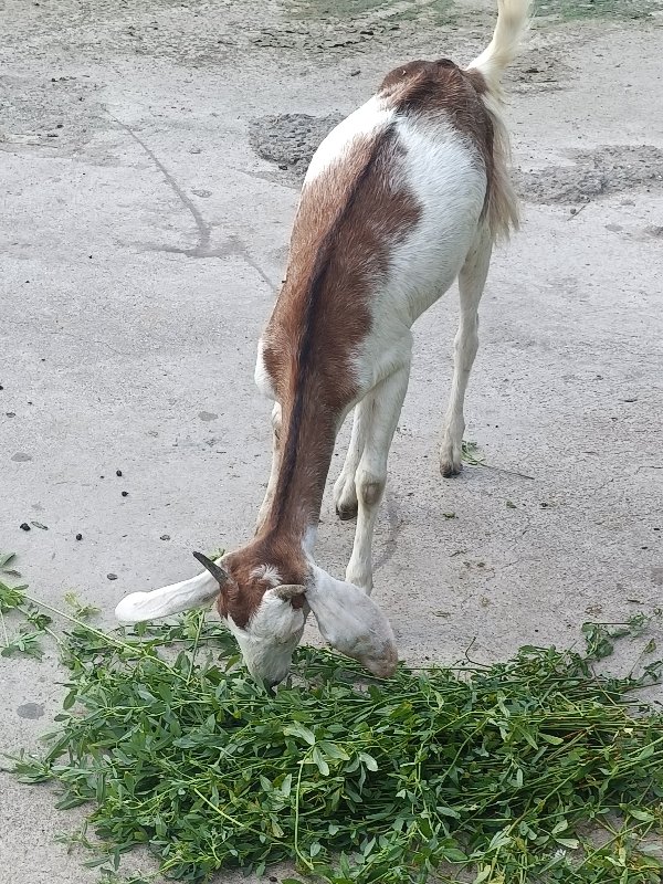 બકરી દોવા દયે છ...