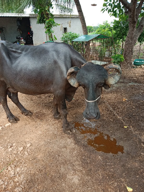 ભેંસ વેચવાની છે