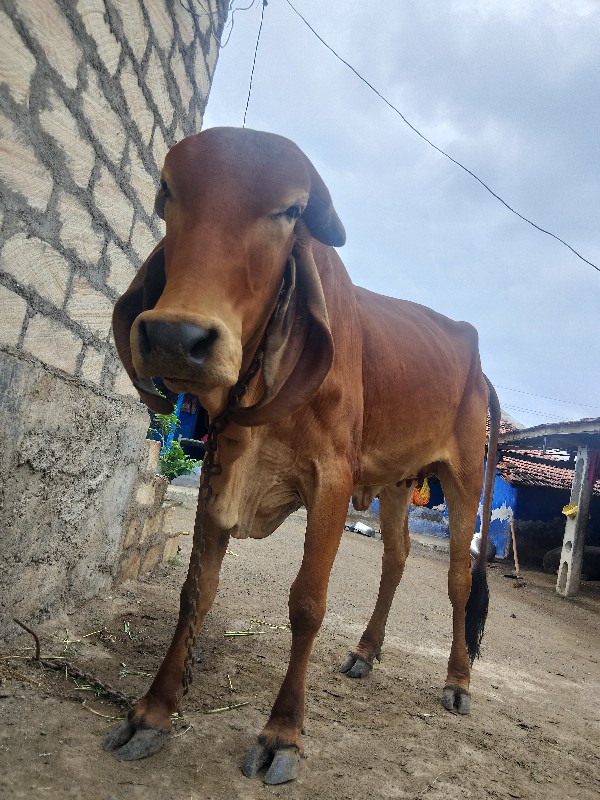 ઘોડો હોય કે ઘોડ...