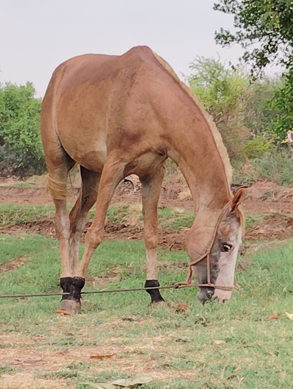 ઘોડી વેચવાની છે