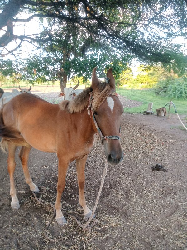 આ ગોળી વેચવાની...