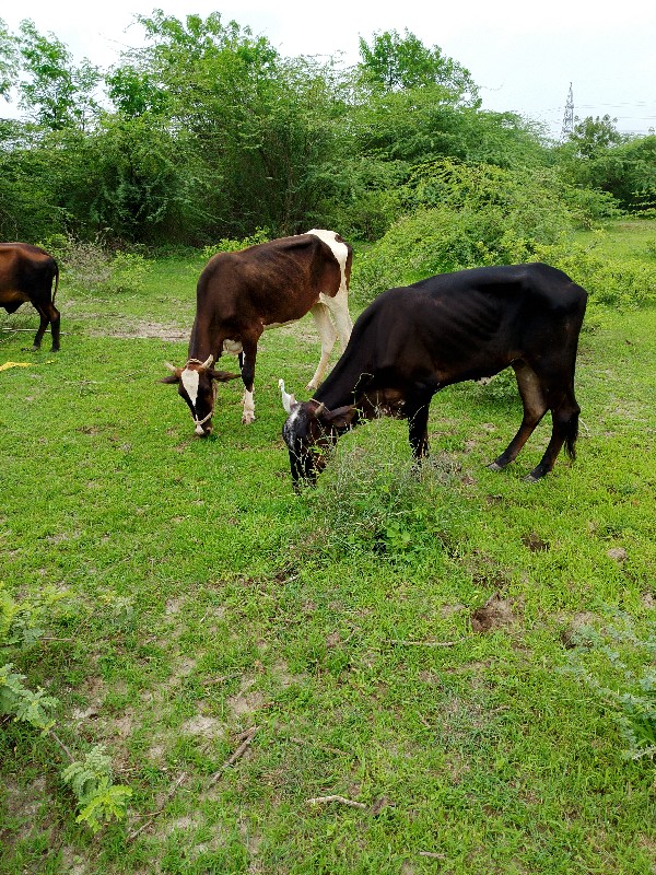 hf વાછડી