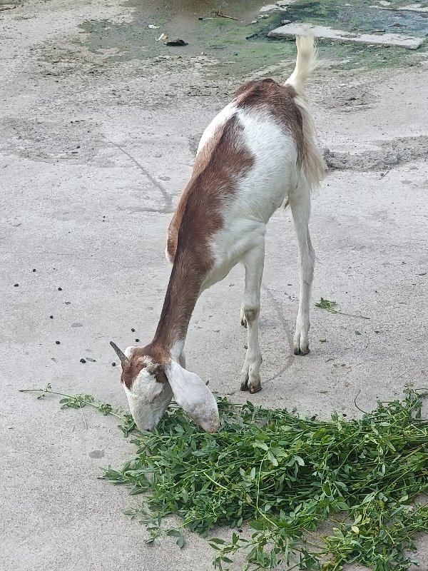 બકરી દોવા દયે છ...