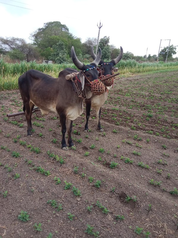 લે વેચ