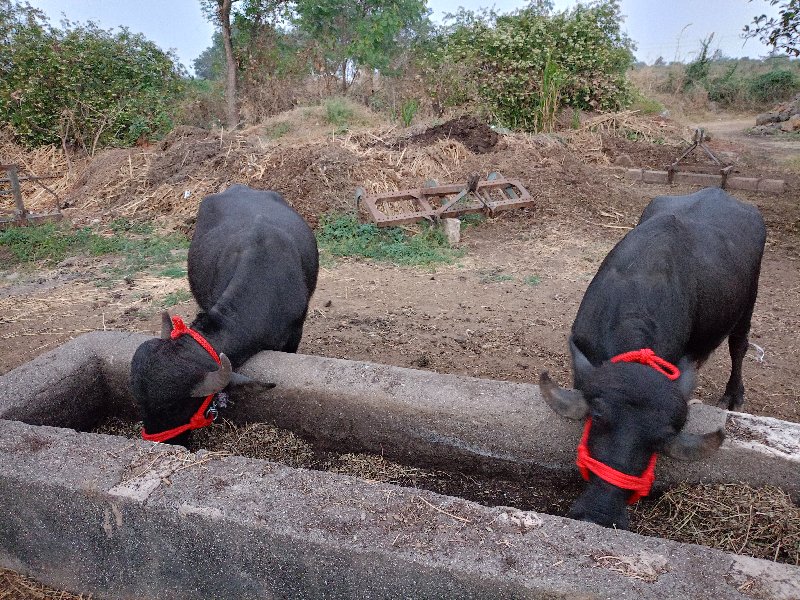 2 ખડેલા વેચવાના