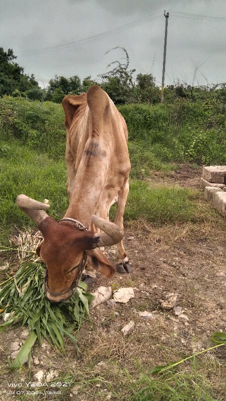 બળદ વેચવાનો છે