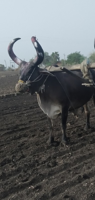 બળદ વેચવાનો છે