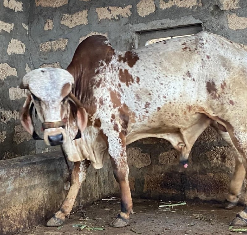 વાછડો વેચવાનો છ...