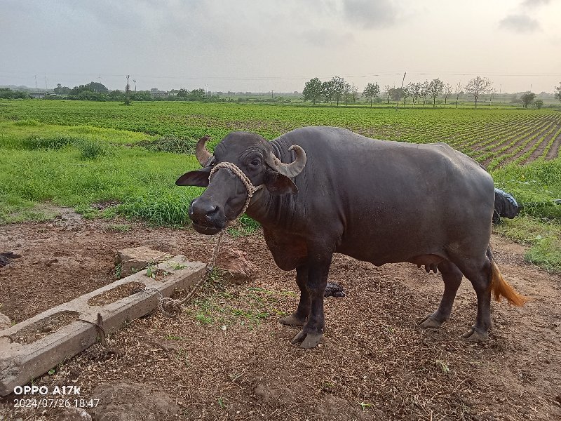 વેચવાની છે બીજા...