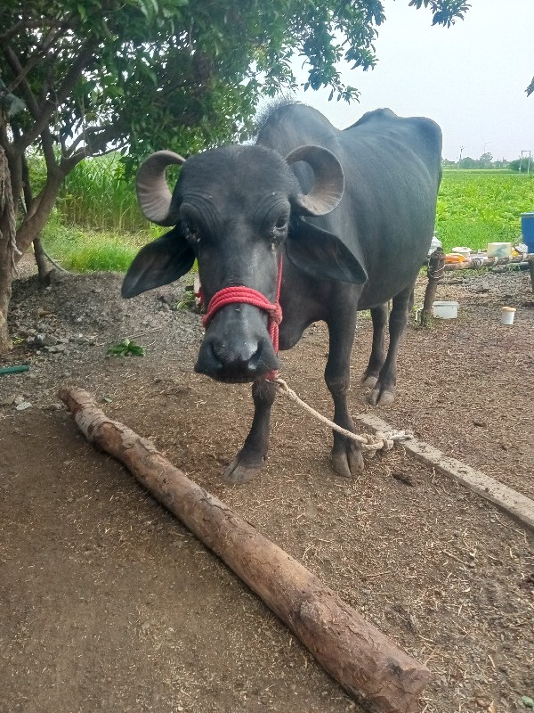 ખડેલી વેચવાની છ...