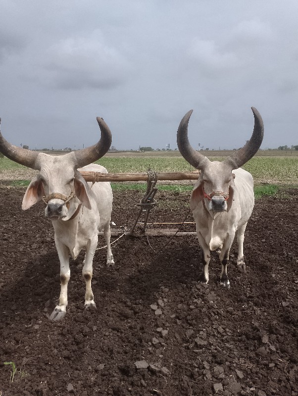 બરધ વેસવાનાસે ત...