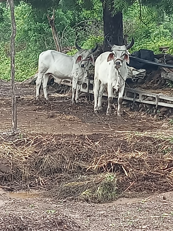 પરદેશી વઢીયારા...