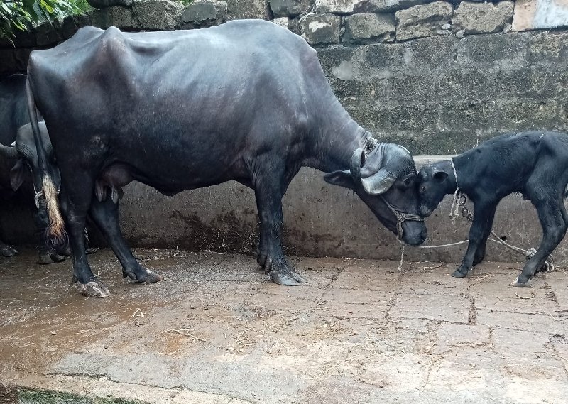 ખડૅલી વૅચવાની છ...