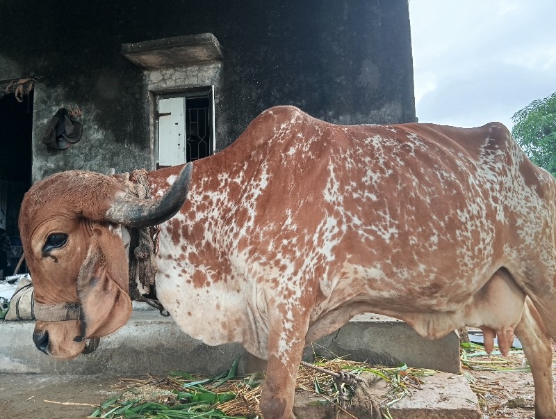 ગીર ગાય વેચવાની...