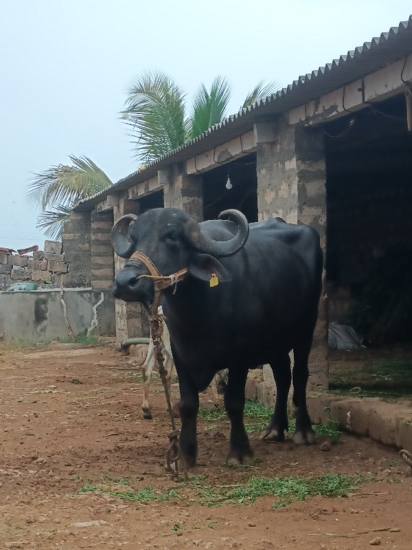 ભેંસ વેચવાની છે