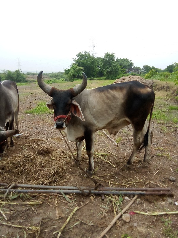 ગોઢલા વેચવાના છ...