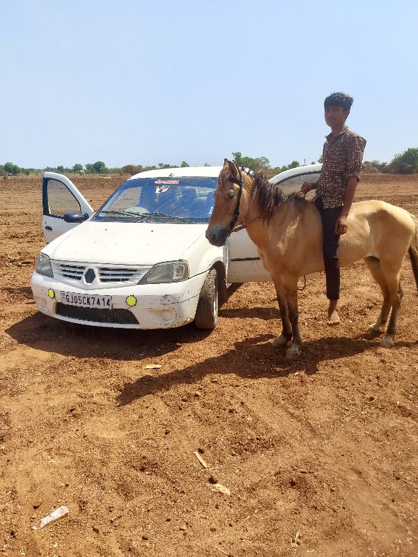 ઘોડી વેચવાની છે